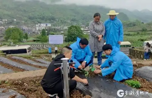 贵州各地辣椒陆续移栽特色产业助力乡村振兴
