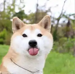 烟熏编辑部
