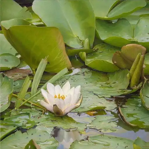 她的写实作品,差点以为是照片,特别是荷花
