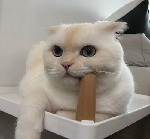 哼,本宝宝也是有小情绪的,猫咪会出现哪些小情绪呢
