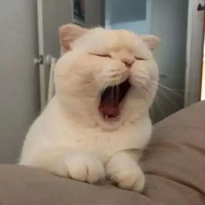 又是一波沙雕的头像
