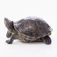 乌龟头像图片大全微信头像图片大全
