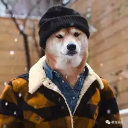 各种风格的衣服和造型,这只时尚柴犬都能hold住

