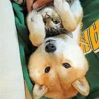 柴犬和瓜皮猫情侣头像微信头像图片大全
