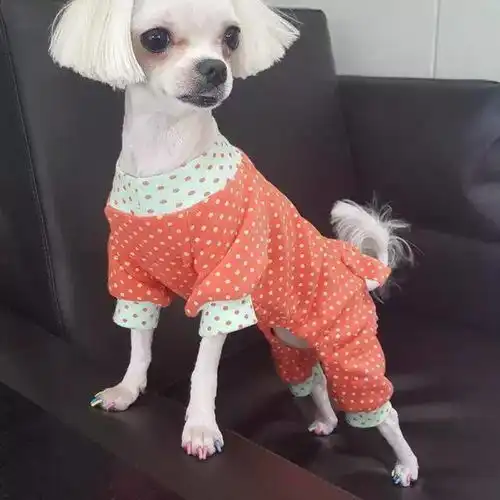许扬帆老师把宠物画在美甲上,才是吸猫撸狗的最高境界
