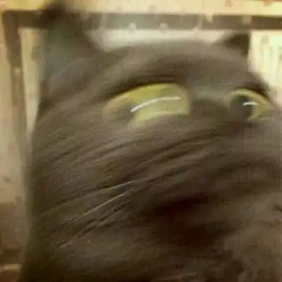 猫咪情头一对两张可爱打架2020猫咪情侣头像一左一右高清
