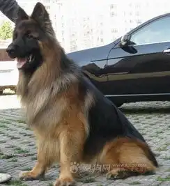 谁有德国牧羊犬长毛图片
