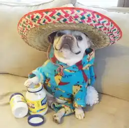 萌翻天的法斗犬夫妇,每天穿情侣装秀恩爱,还生了4个高颜值宝宝
