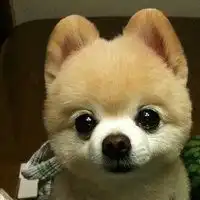 萌萌的小狗头像图片微信头像图片大全
