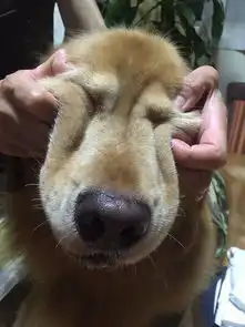 不开心的时候,就捏捏狗子的脸
