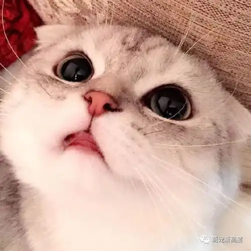 萌宠猫咪,可爱图片大全
