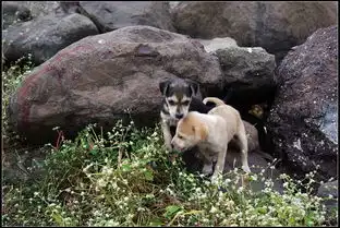 路边的小狗狗一地猪头出品专辑第2页一地猪头
