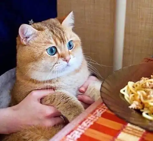 猫零食和猫粮的挑选一样重要,,猫零食该怎么选

