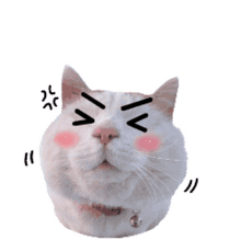 宠物情缘表情制作
