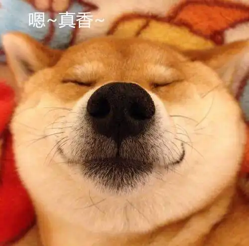 准备养柴犬的宠友必看柴犬喂养十大优缺点
