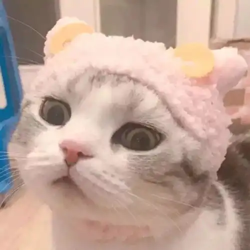动物头像什么都要经历什么都要走出来
