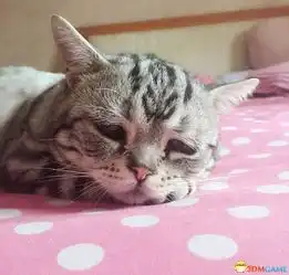 委屈猫成网络萌宠新贵可怜眼神萌化网民
