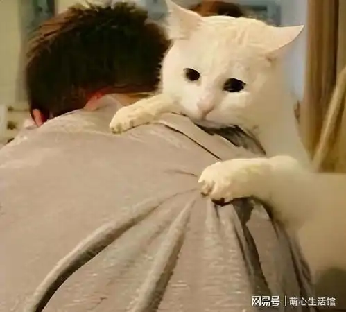 猫咪让你随便撸,却排斥给你抱抱怎么办
