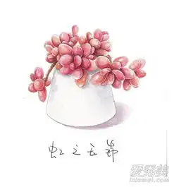 多肉植物有毒吗多肉植物有毒名单
