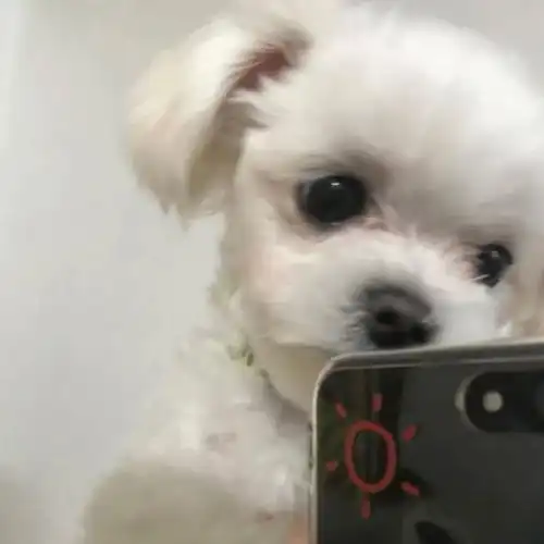 可爱狗狗自拍头像
