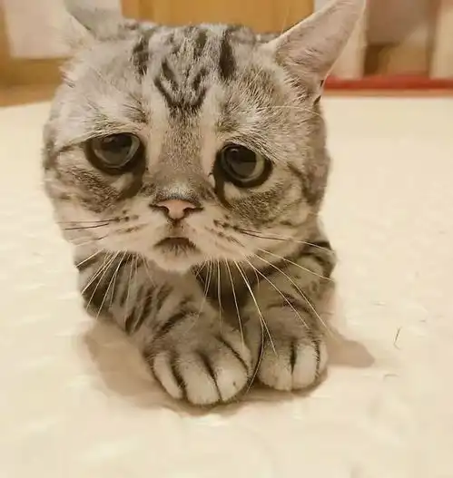 世界上最悲伤的猫咪,终于笑了
