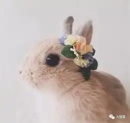 兔小姐的时装秀
