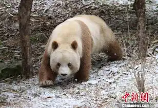 罕见的棕色大熊猫七仔在陕西佛坪迎春
