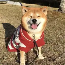 肉松校草的微博微博
