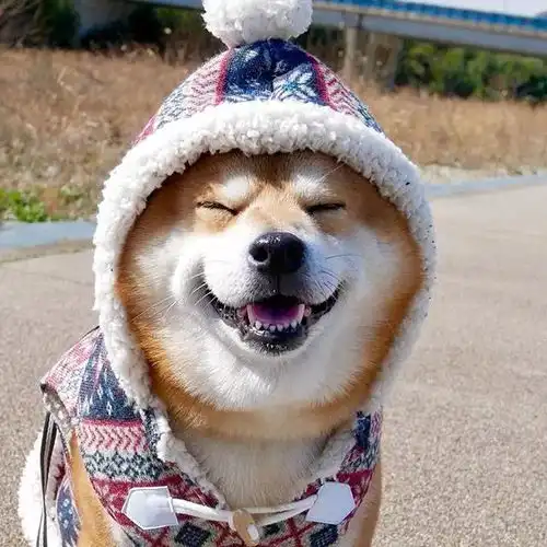 日本柴犬的微笑为什么那么甜
