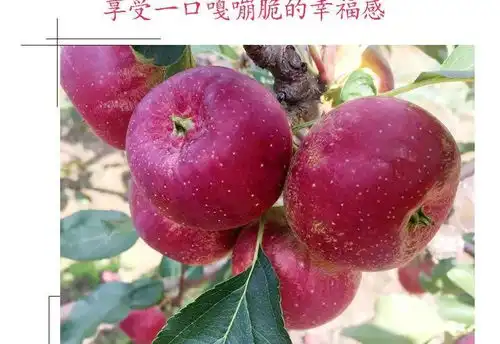 东北龙丰果大秋果新鲜水果特产沙果小苹果大秋果酸甜脆包邮
