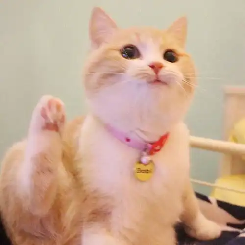 若一只猫在你家过得滋润,就会有这6大表现
