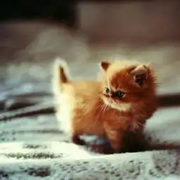 呆萌猫咪可爱微信头像
