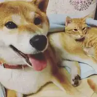 柴犬跟橘猫的情侣头像微信头像图片大全

