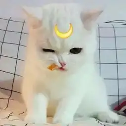 一只黑猫和一只白猫的情侣头像
