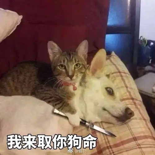 大家怎么看待游戏里的憨批cp的
