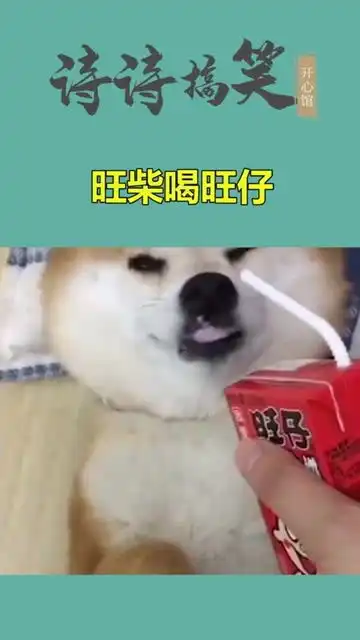 主人对着家里熟睡的狗子,掏出了旺仔牛奶
