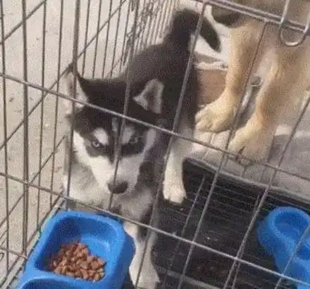 二哈的智商,连金毛都看不下去了
