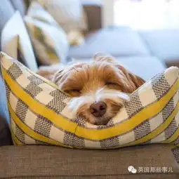 一只拉布拉多贵宾混....这货真还真给他们玩成了毛绒玩具...
