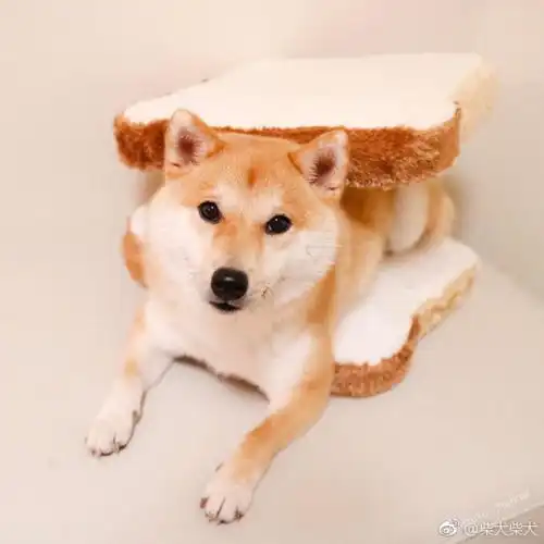 带柴犬外出,这些危险你了解吗尤其是最后一条
