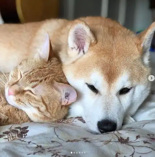 日本一柴犬以为自己是猫,每天和只橘猫混一起后,画风变成了这样
