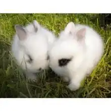 美国狐狸兔
