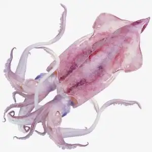 鱿鱼
