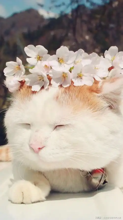 猫咪给人的精神价值和情绪提供帮助大众爱猫的真谛所在
