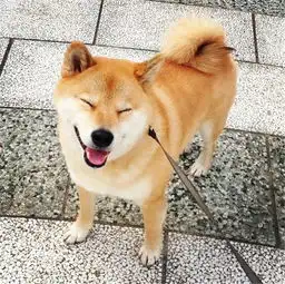 网络爆红小柴犬萌照来袭
