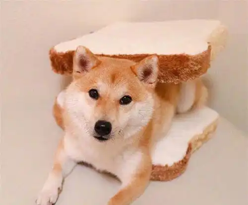 承认吧你就是中了柴犬的毒
