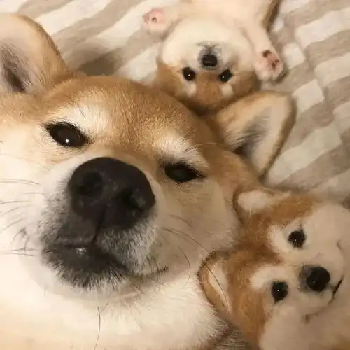 情侣头像高清可爱柴犬情头
