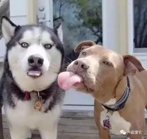 狗狗喜欢的奖励分哪几种
