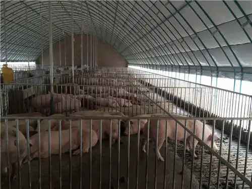 养猪大棚帅赫养猪大棚建设
