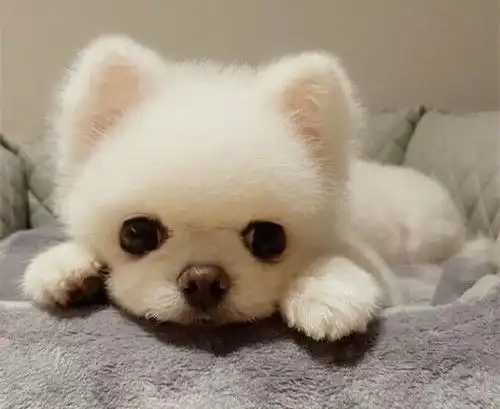 博美犬尿不出尿怎么办
