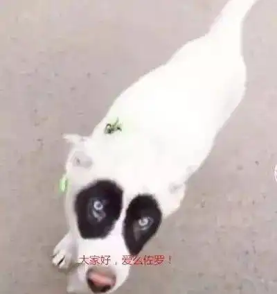 救命我家狗越长越像教导主任,整天盯得我头皮发麻

